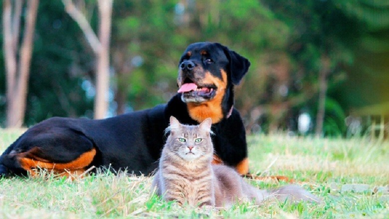 Unbelievable Pet Transformation: From Stray to Stunning - Heartwarming Story of Yaska and Compote