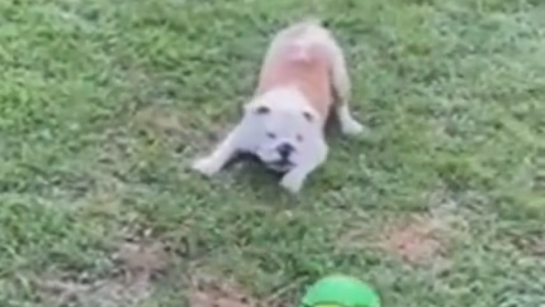 Hilarious Pet Shenanigans: The Ultimate Compilation of Laugh-Out-Loud Funny Moments!
