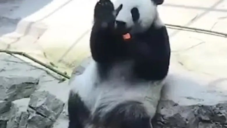 Panda Gets Tipsy: Hilarious Moments of a 'Drunk' Panda!