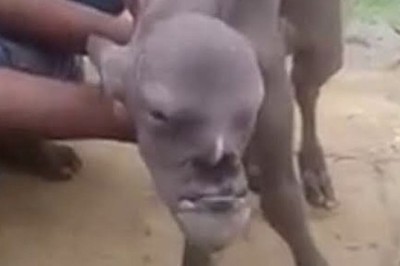 Unveiling the Enigmatic Tale of the Demon Goat That Stirs Fear and Wonder in India