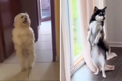 Whimsical Compilation of Dancing Dogs Sparks Joy and Laughter Across the Internet