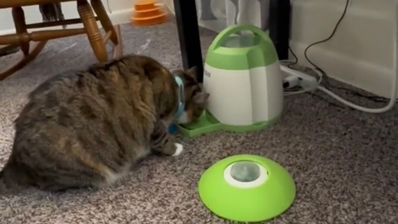 Pawsitively Ingenious: Owners' Clever Strategy Combats Cat Obesity with Playful Precision
