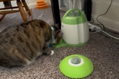 Pawsitively Ingenious: Owners' Clever Strategy Combats Cat Obesity with Playful Precision