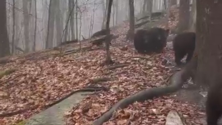 Bear Necessities: Hilarious Bear Parade Takes the Forest by Storm!