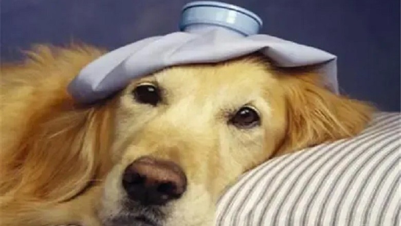 Canine Coronavirus: Unraveling the Enigma of a Highly Contagious Disease
