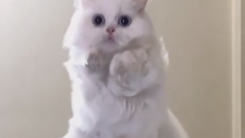 Purr-fectly Hilarious: Kitten's Comedy Show Steals the Spotlight!