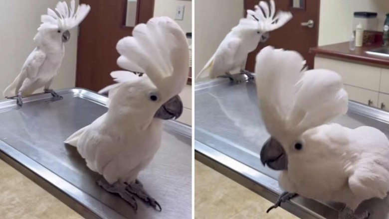 Feathered Frenzy: Cockatiels Dance to Taylor Swift in Infectiously Hilarious Video!