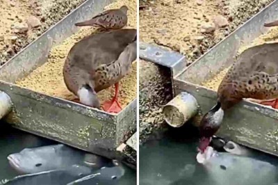 Tender Tale of Generosity: Duck's Heartwarming Gesture of Sharing Food with Fish Melts Hearts Online