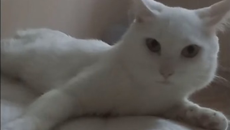 Purr-fectly Adorable: Heartwarming Moments of a Lovely Cat That Will Melt Your Heart!