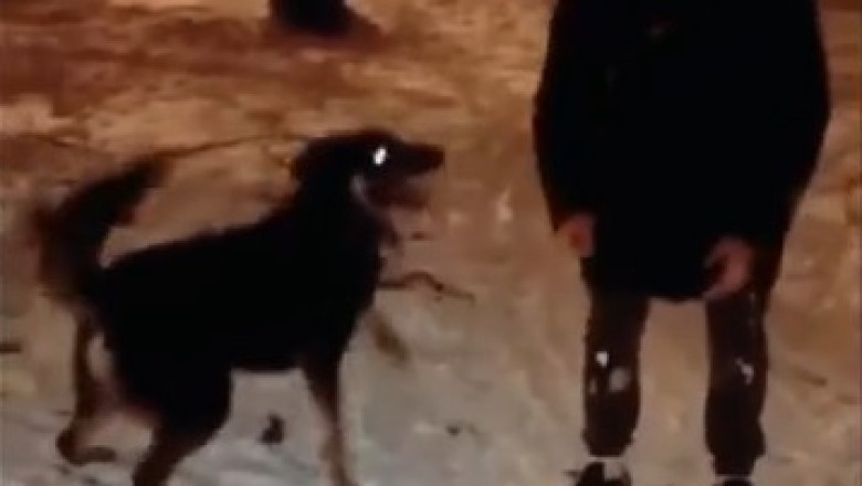 Adorable Duo Alert! Watch This Sheepdog and Owner's Hilarious Comedy Routine!