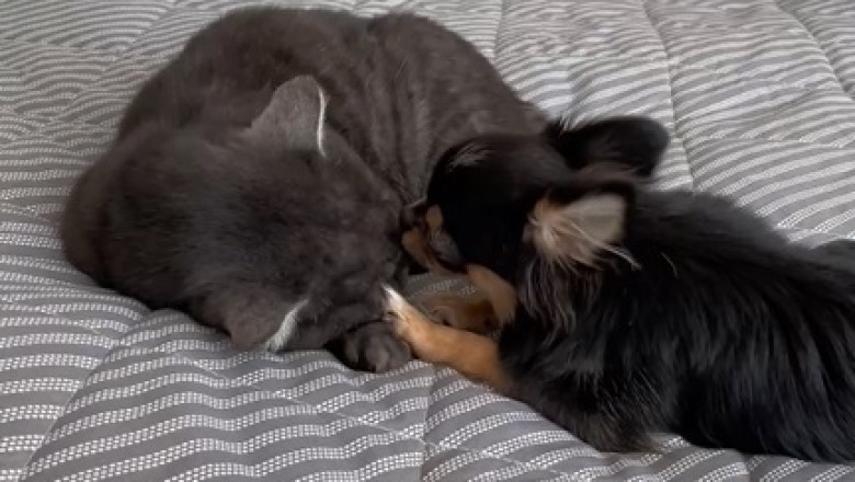 Heartwarming Tail of Love: When a Dog Becomes a Caretaker for Another Dog!