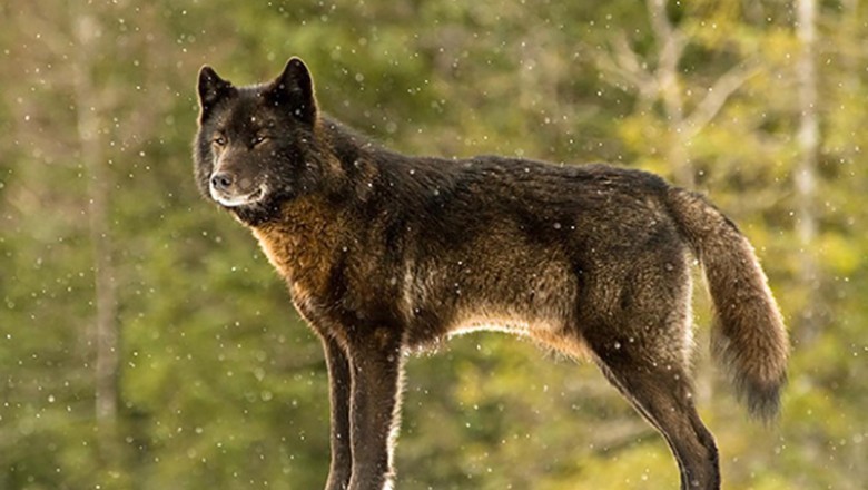 Heartwarming Tale of Friendship: The Unlikely Bond Between an Alaskan Wolf and a Community