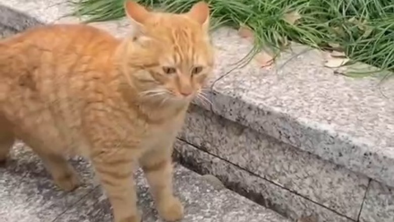 Claws Out: Witness the Fierce Battle of the Feline Fighters!