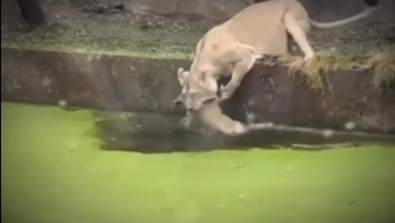 Mother's Roar: The Lioness Who Defied the River's Wrath