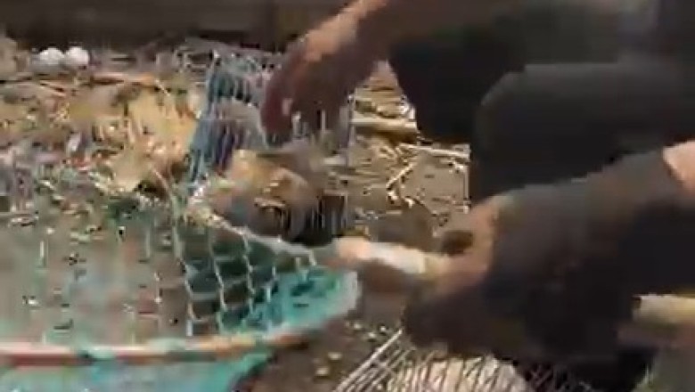 Unbelievable Footage: Watch as a Man Catches Birds with Lightning Reflexes!
