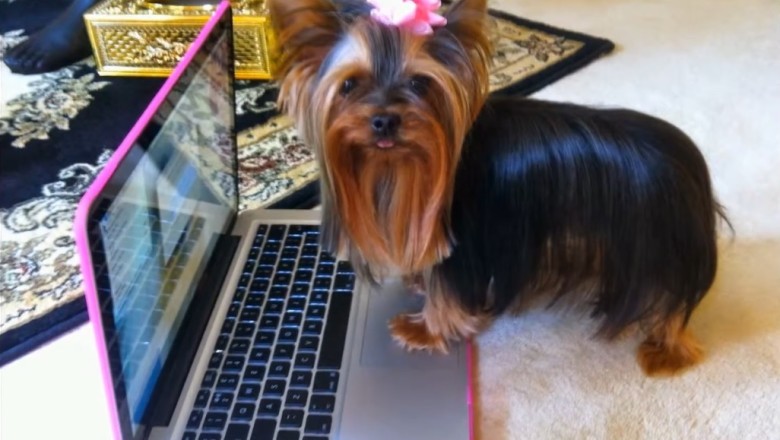 Canine Couture: Witness the Hilarious High-Class Hijinks of Our Elegant Dog!