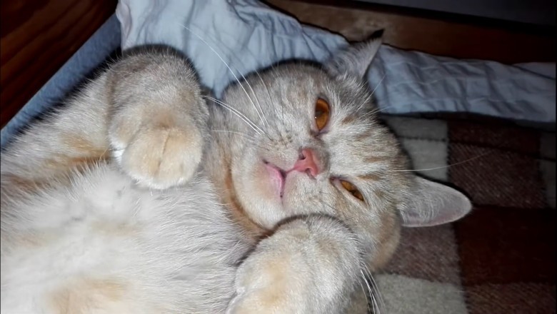 Purrfection Personified: The Adorable Antics of Our Lovely Cat!