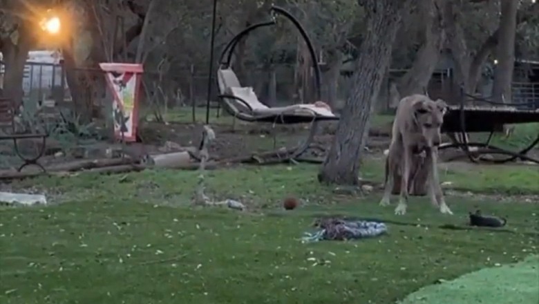Hilarious Hijinks: Big Dog Mistakenly Thinks Small Dog is a Fluffy Bunny!
