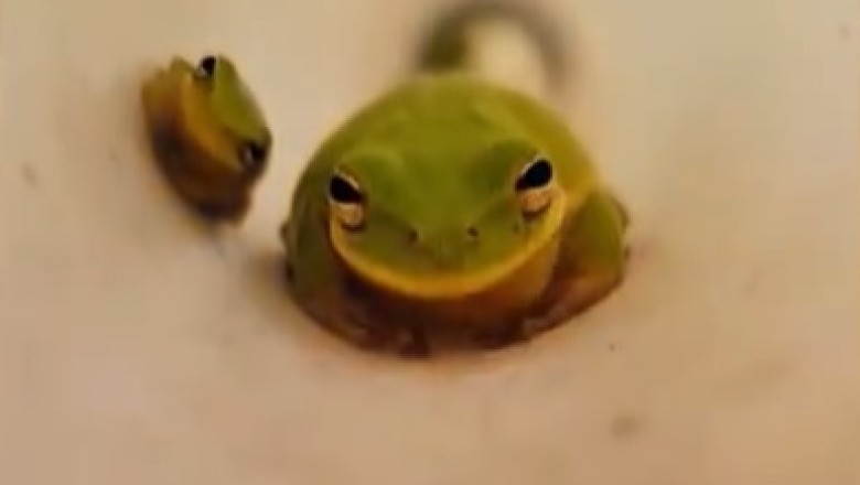 Laugh Out Loud: The Ultimate Compilation of Hilarious and Heartwarming Funny Pet Moments!