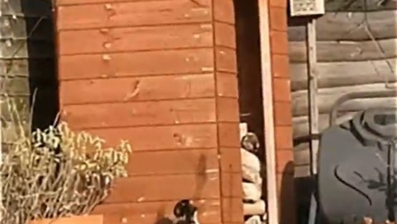 Furry Friends Face Off: Watch This Hilarious Encounter Between a Cat and a Sly Fox!