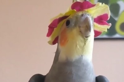 "Feathered Rockstar Alert: Bird Drops The Hottest Tracks in 'The Last Album' That Will Have You Squawking With Laughter!"
