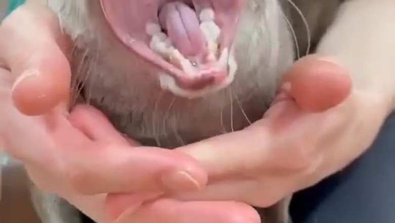 Ferret Hilarity: The Ultimate Ferret Shouting Compilation!