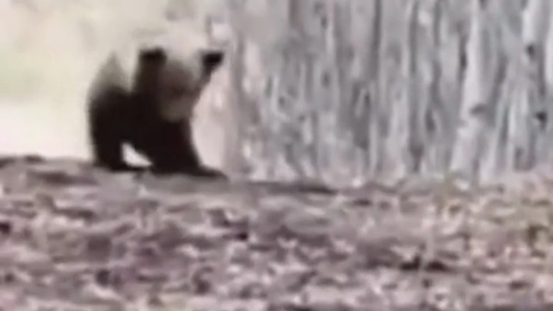 Bear-y Funny Boogie: Tiny Bear Takes the Dance Floor by Storm!