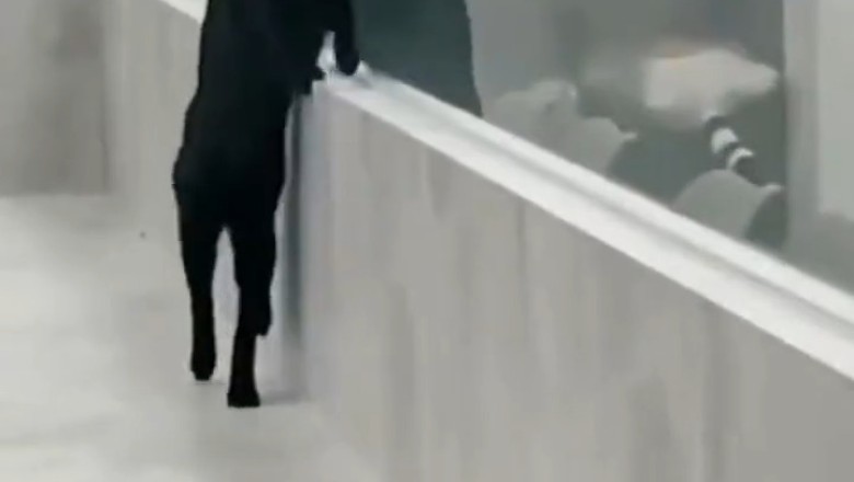 Purr-fectly Paw-some: Hilarious Cat Masters the Art of Two-Legged Walking, Leaving Everyone in Awe!