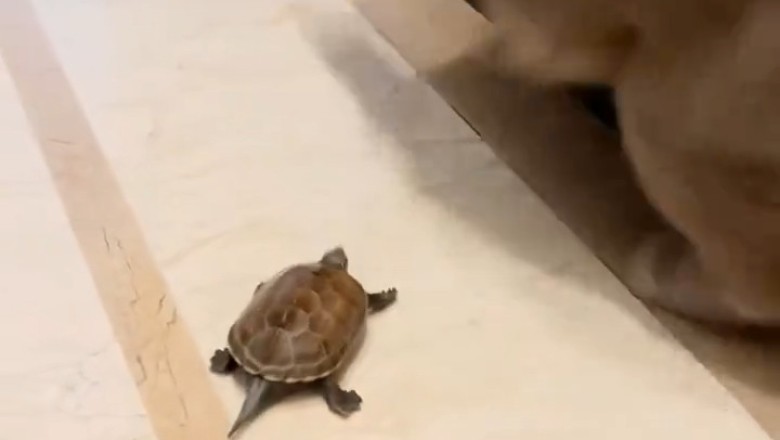 Shell Shocked: Tiny Turtle Strikes Fear into Feline Friend in Hilarious Showdown!