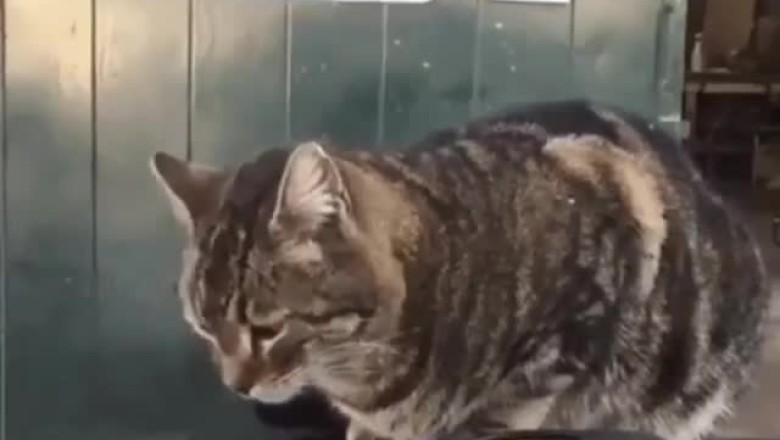 Feline Frenzy: Cat's Hilarious Reaction to Car Crash Will Leave You in Stitches!