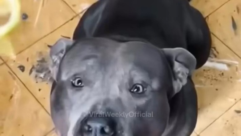 Hilarious Reactions: Dogs Try Lemon for the First Time and It's Pure Comedy Gold!