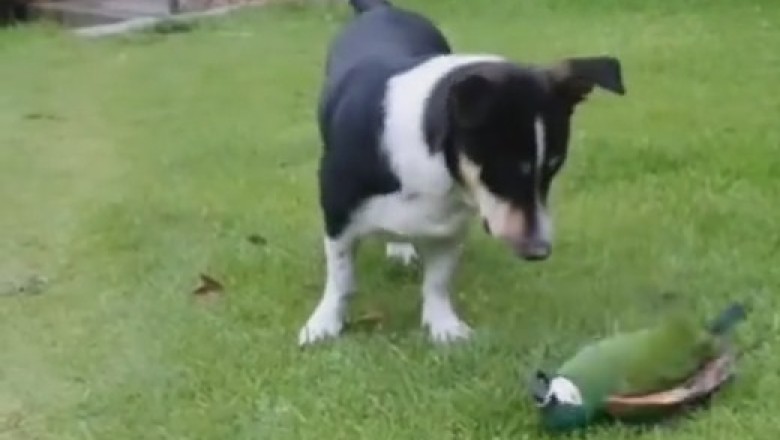 Feather Fun: Naughty Dog Gets Flirty with Playful Parrot!