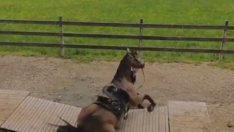 Riding Solo: When Horses Just Can't Even!