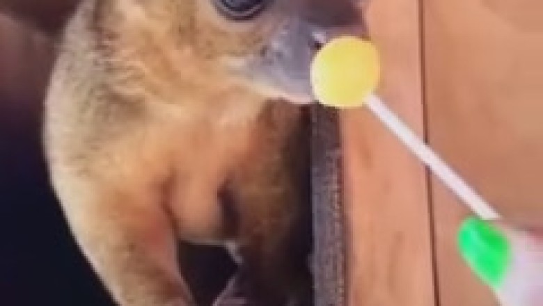 Sweet and Sassy: Kinkajou Cuteness Overload!