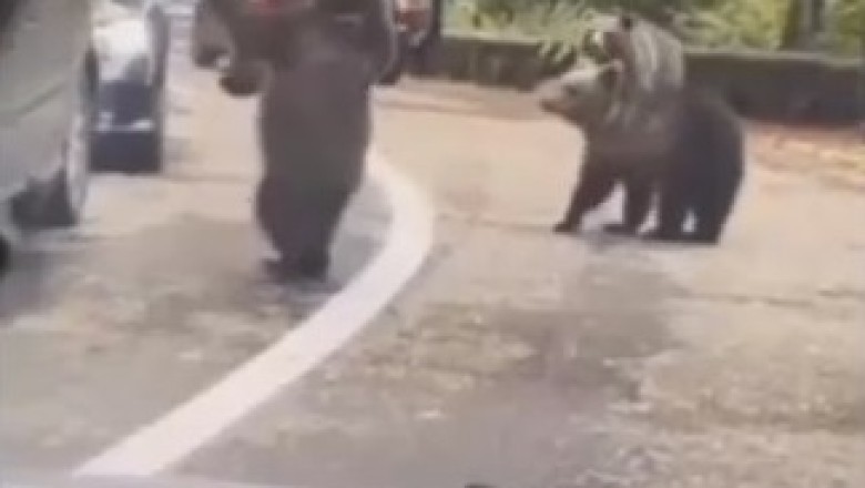 Wild Bear Encounter: When Bears Stop Traffic and Shake More Than Just Hands!