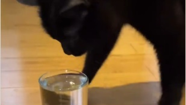 Whisker Whackiness: Hilarious Cat Face Twitch Guaranteed to Make You Smile!