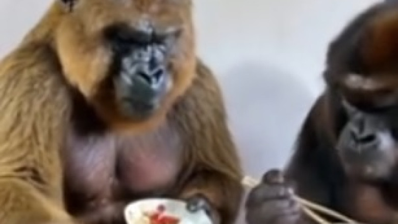 Hilarious Prank Gone Wrong: Girl 'Punishes' Her Husband in the Most Unexpected Way!