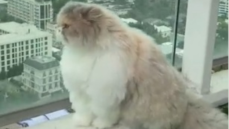 This Hilarious Video of a Lovely Cat will Brighten Your Day!