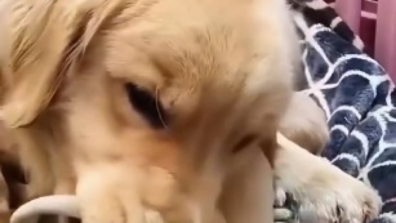 A Tale of Two Tails: The Hilarious Adventures of a Big and Small Dog Duo!