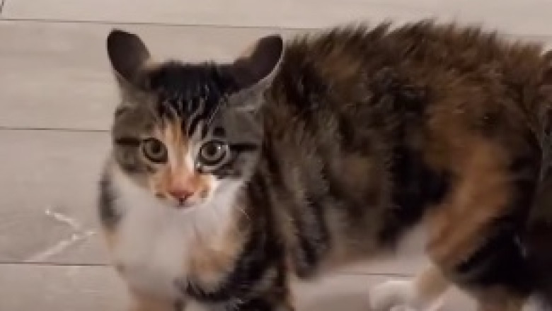 Adorable Overload: Cute and Funny Moments of Lovely Kittens that Melt Hearts!