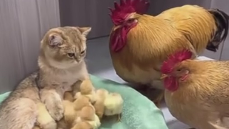 Feathered Fumble: Laugh-Out-Loud Funny Video Captures Kitten's Hilarious Encounter with a Chick!
