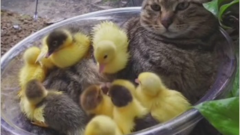 Feathered Fun: Hilarious Chick Defies Gravity, Perched Playfully on Top of a Cat!