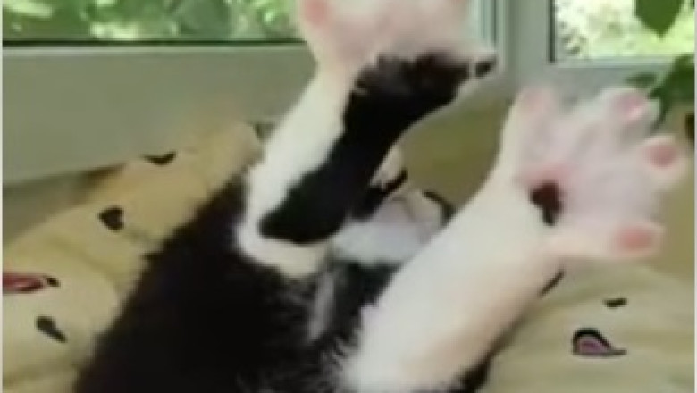 Feline Food Frenzy: The Epic Eating Challenge Between Two Hilarious Cats!