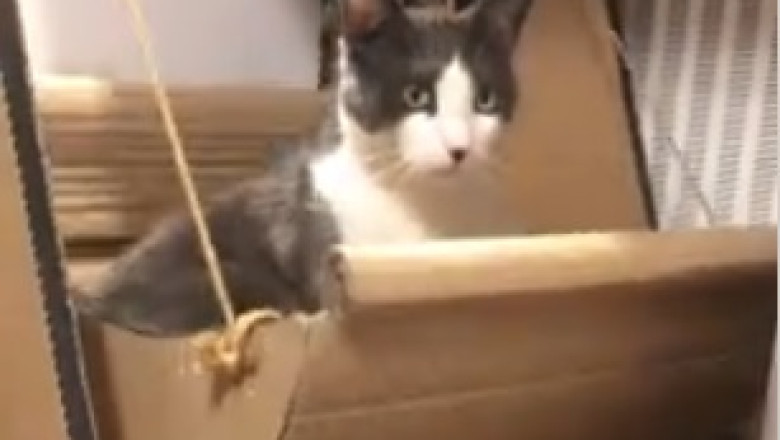 Grumpy, Wise, and Hilarious: The Adventures of an Old Cat!