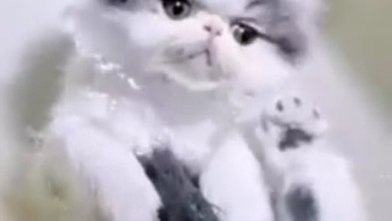Hilarious Cat Crisis: Watch as Clever Kitty Masters the Art of Asking for Help!