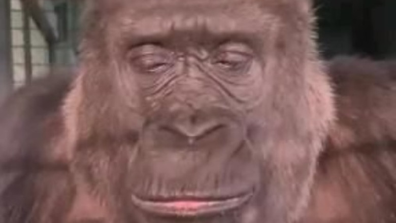 Hilarious Gorilla Sings Like a Rockstar, Leaves Zoo Visitors in Stitches!