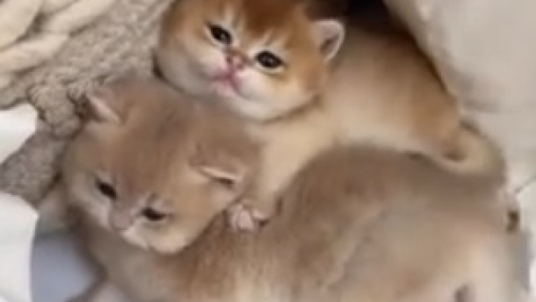 Hilarious Hijinks of a Drop-Dead Gorgeous Kitten: Prepare to Laugh Your Heart Out!
