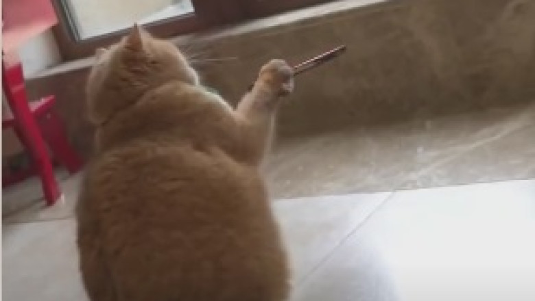 Hilarious Kittens Go Bonkers Rolling Around – Prepare for Your Daily Dose of Cuteness!