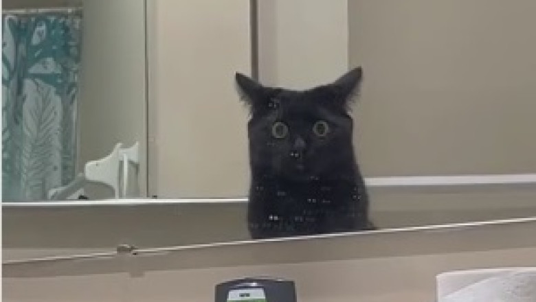 Hilarious Reaction Alert: Cat Meets Her Mirror Twin and It's Purr-fectly Priceless!