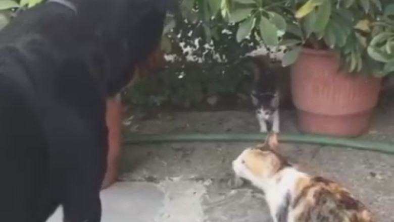 Hilarious Showdown: Dog vs. Cunning Cats - Who Will Win the Battle of Wits?